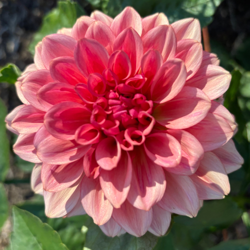 Levi's Dreamwalk Dahlia Tuber