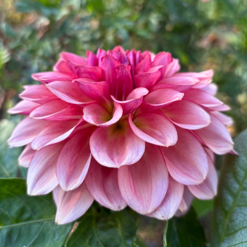 Levi's Dreamwalk Dahlia Tuber