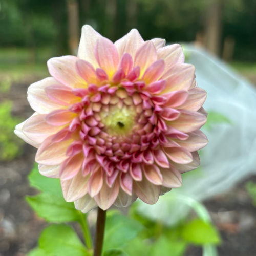 Levis Blue Smoke Dahlia