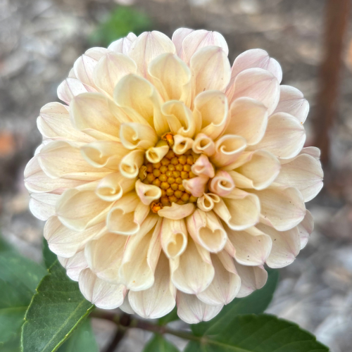 Levi's Revenant Dahlia Tuber