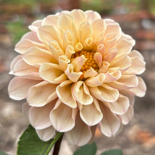 Levi's Revenant Dahlia Tuber