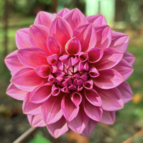 Levis Bubblegum Dahlia Tuber