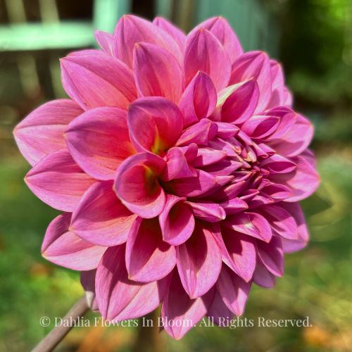 Levi's Bubblegum Dahlia Tuber
