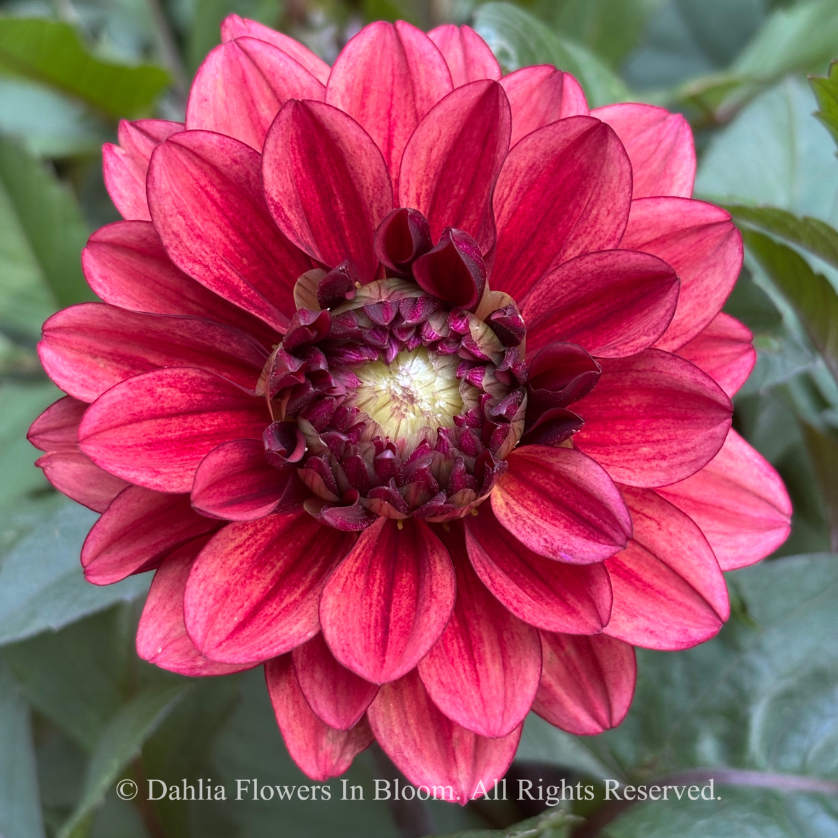 Lunara Dahlia Tuber