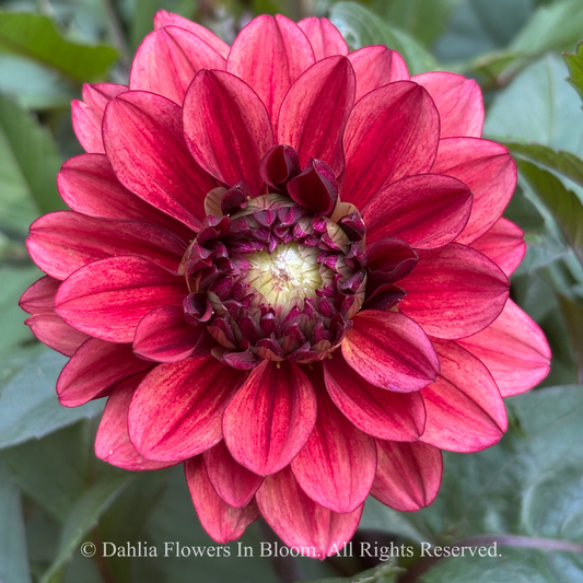 Lunara Dahlia Tuber