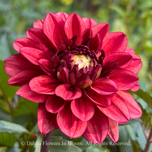 Lunara Dahlia Tuber