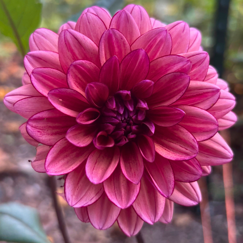 Molly Raven Dahlia