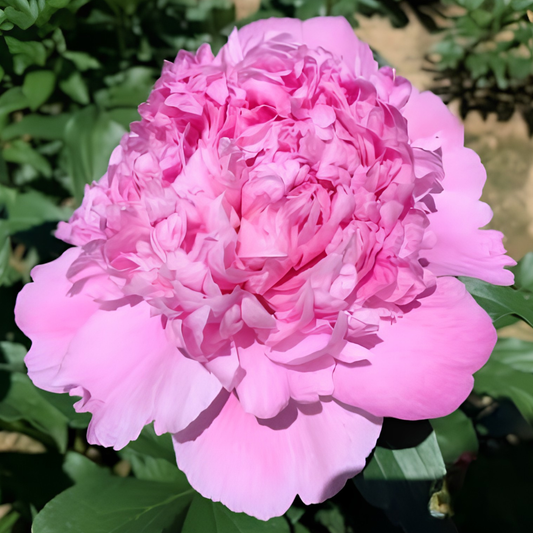 Monsieur Jules Elie Peony