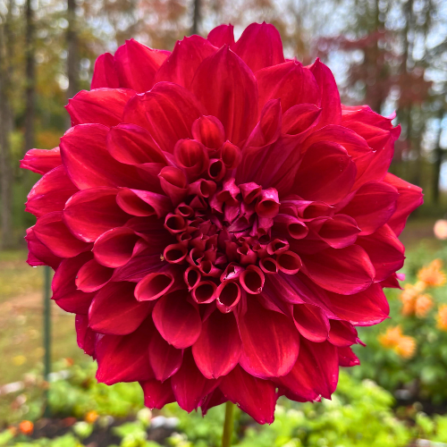 My Hero Dahlia Tuber