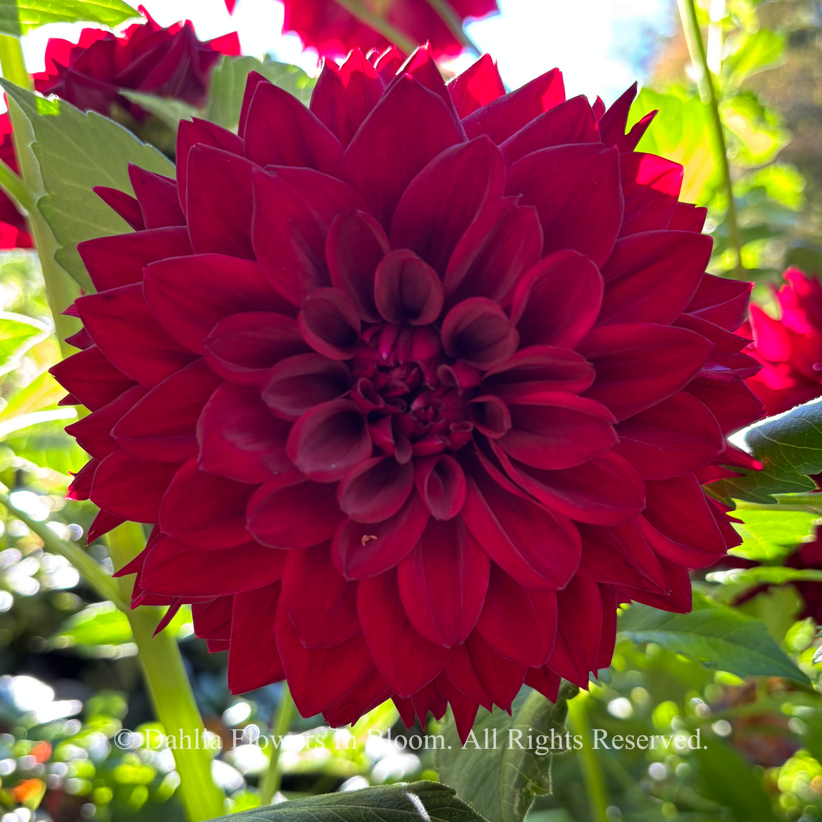 Ned Kelly dahlia