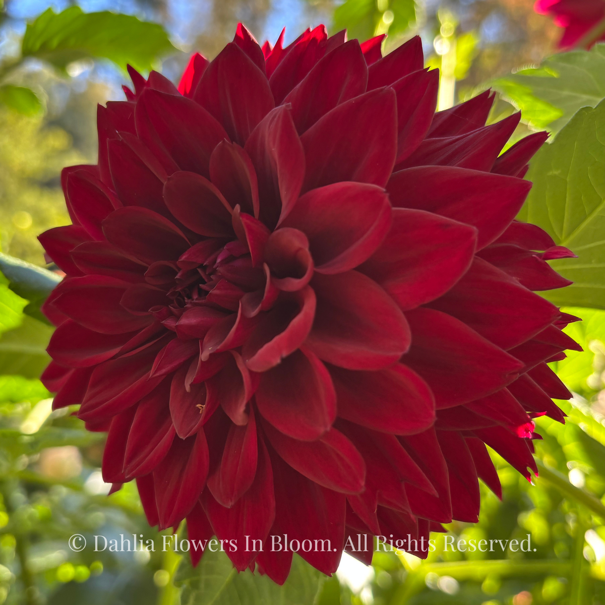 Ned Kelly dahlia