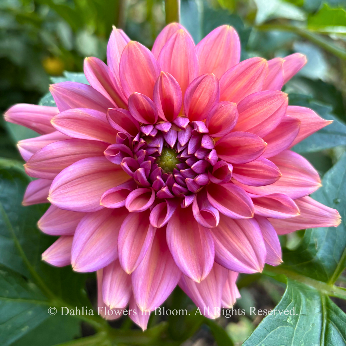 Negroni Sunset dahlia