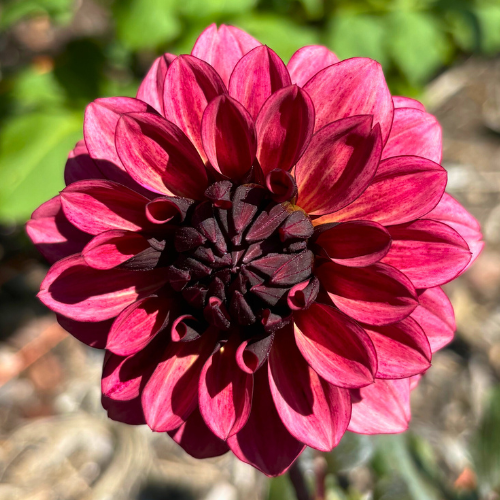Night Silence Dahlia