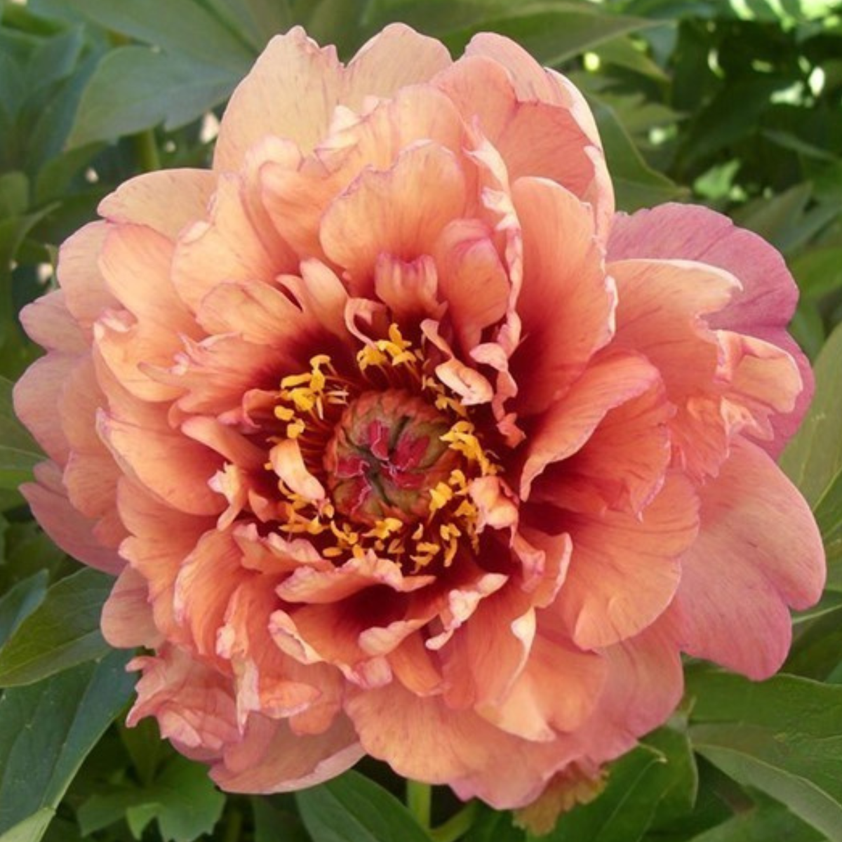 Oochigeas itoh peony
