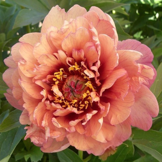 Oochigeas itoh peony