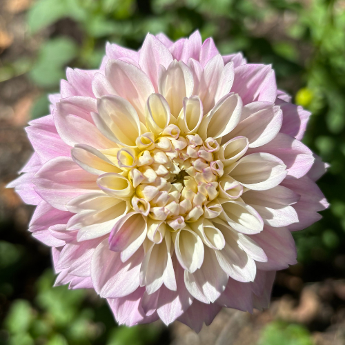 Opal Dahlia Tuber