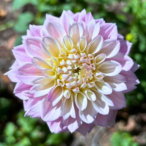 Opal Dahlia