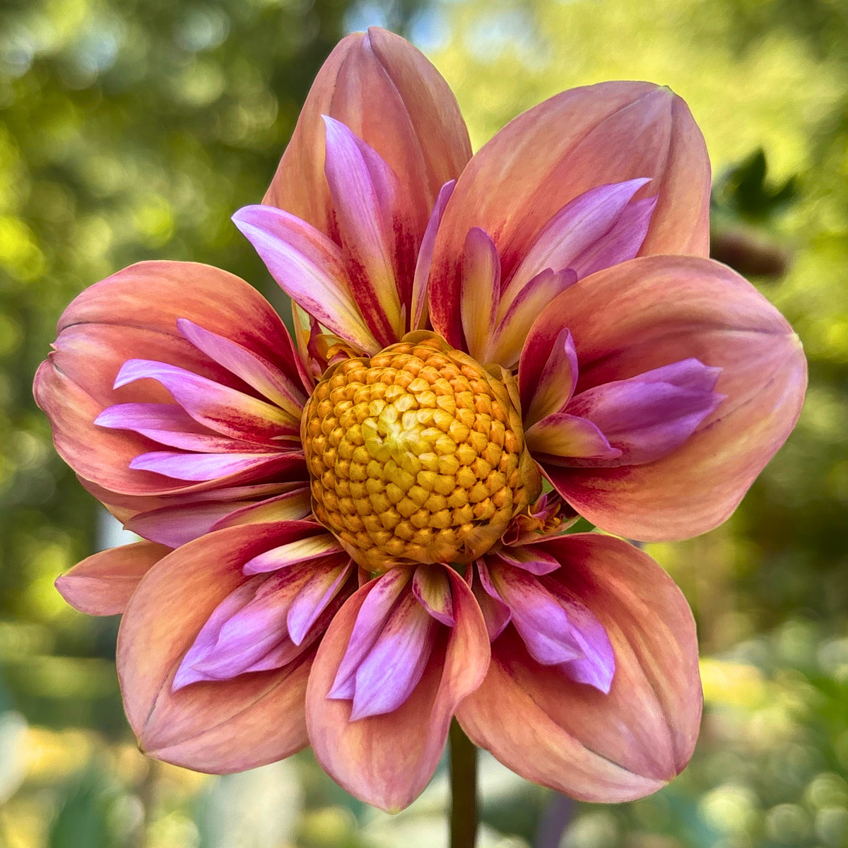 Orange Hype Dahlia