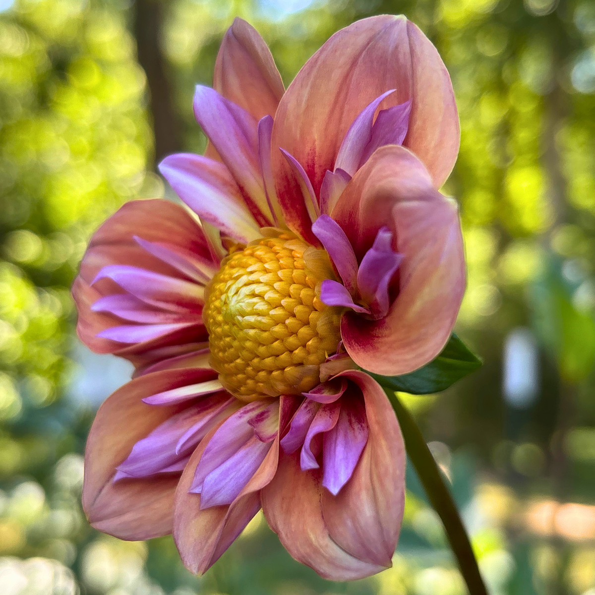 Orange Hype Dahlia