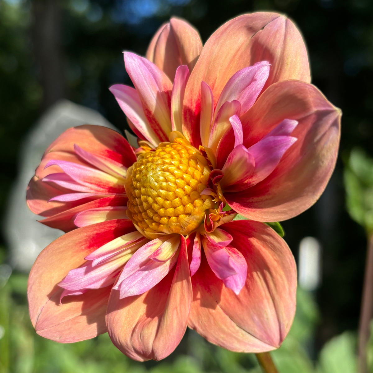 Orange Hype Dahlia