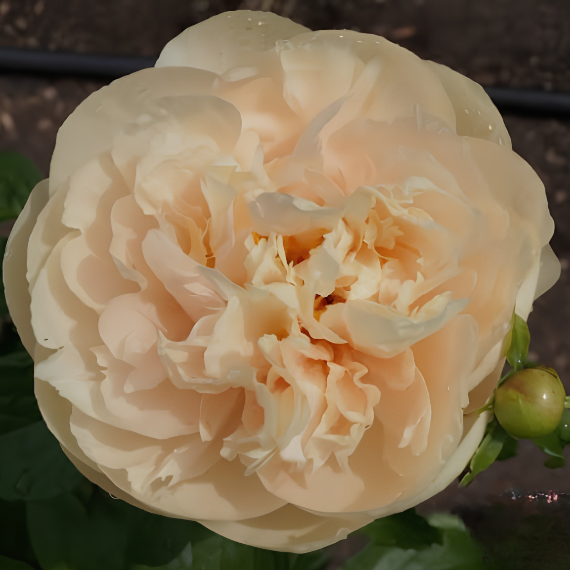 Pastelegance Peony