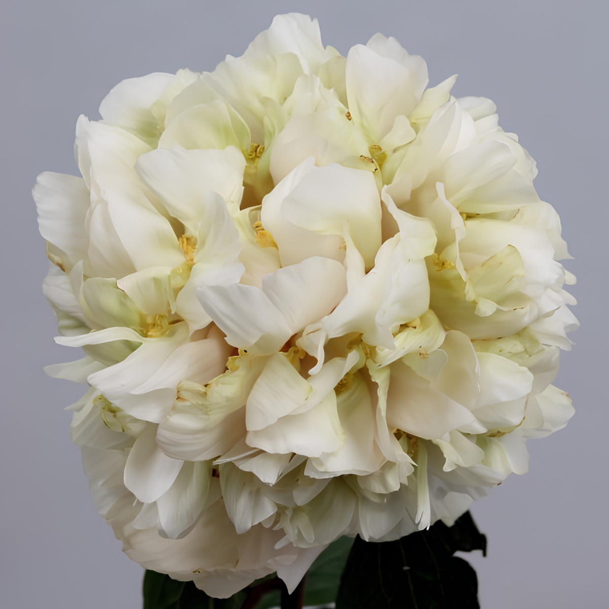 Quitzin peony