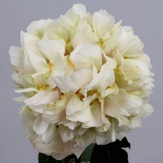 Quitzin peony