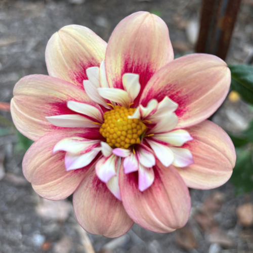 Rhubarb and Custard Dahlia Tuber - Dahlia Flowers In Bloom