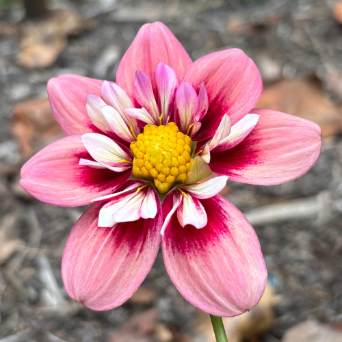 Rhubarb and Custard Dahlia Tuber - Dahlia Flowers In Bloom