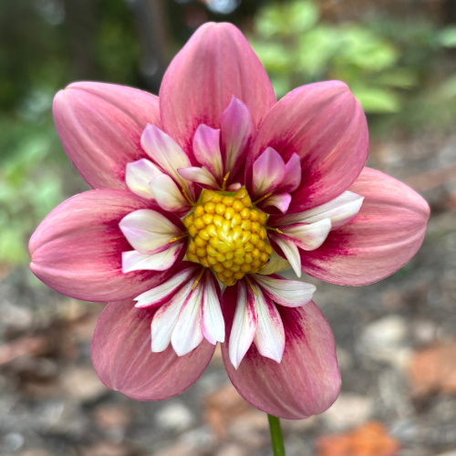 Rhubarb and Custard Dahlia Tuber - Dahlia Flowers In Bloom