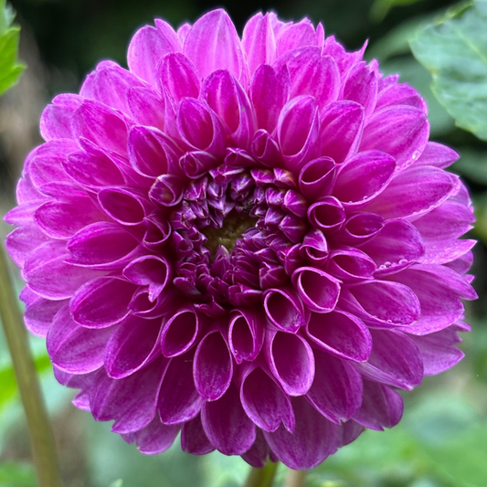  Robann Royal 