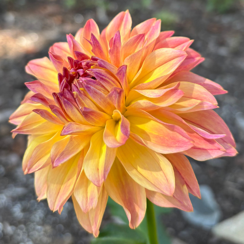 Roga Dahlia Tuber