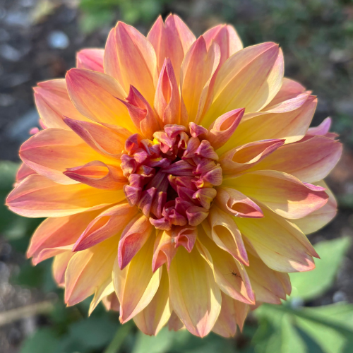 Roga Dahlia Tuber