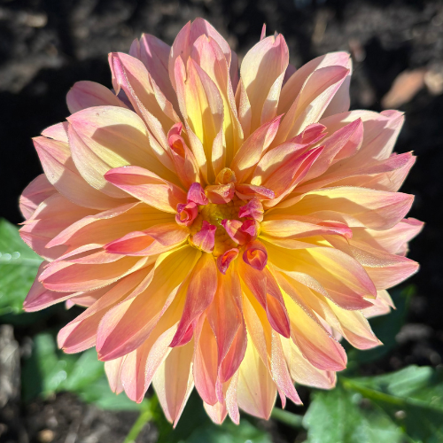 Roga Dahlia Tuber