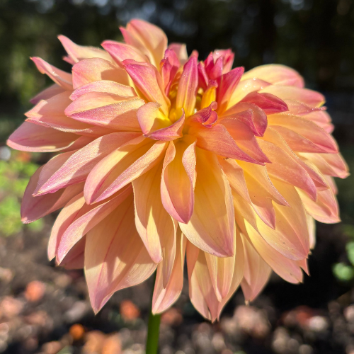Roga Dahlia Tuber