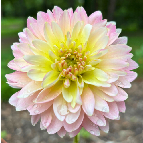 Rosemary Webb Dahlia Tuber