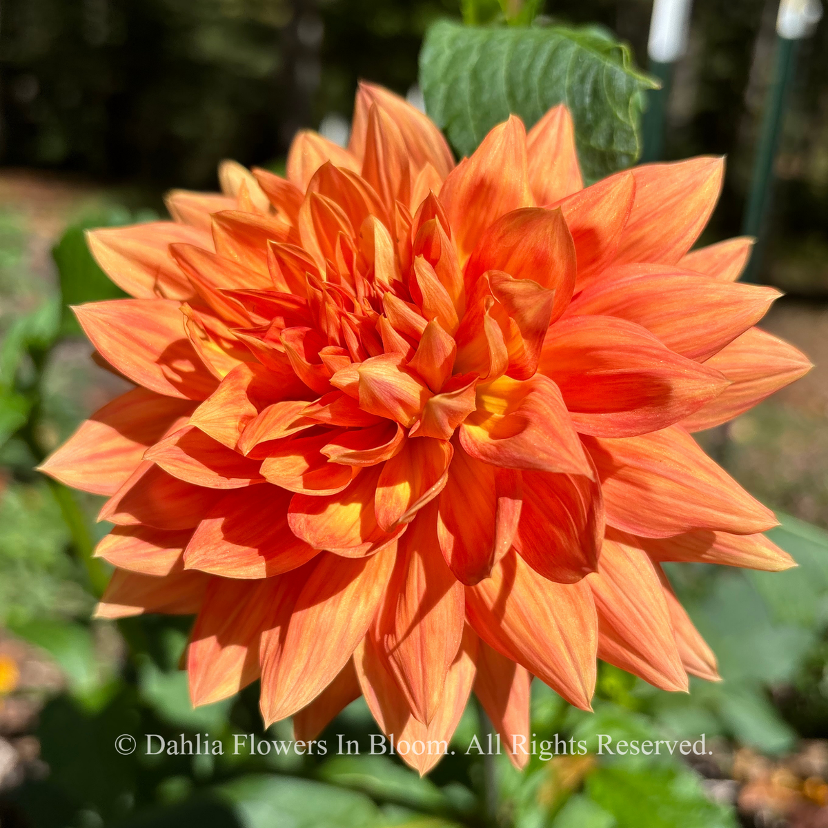 Salmonette dahlia