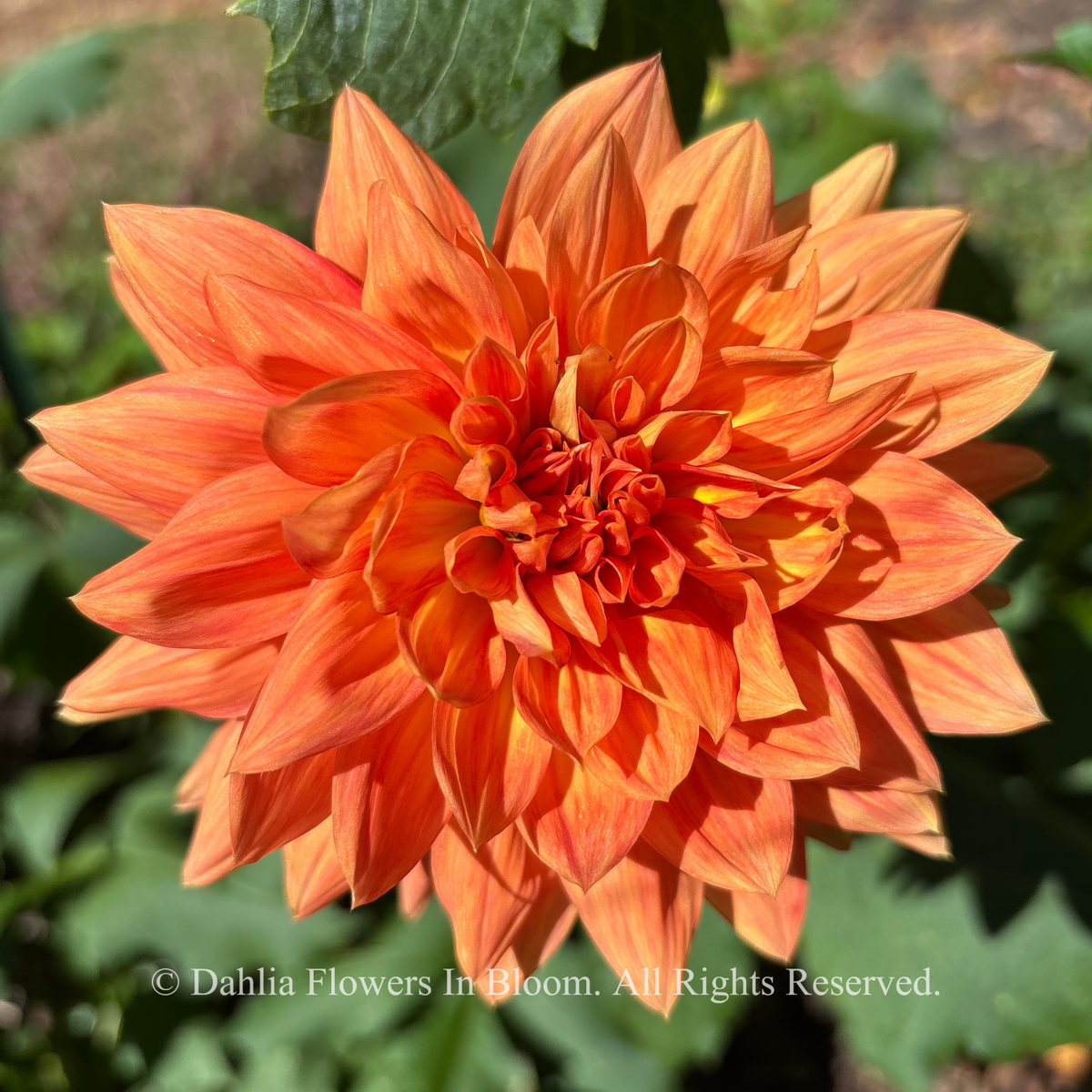 Salmonette dahlia