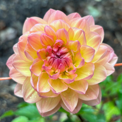 Sandia Bliss Dahlia Tuber - Dahlia Flowers In Bloom