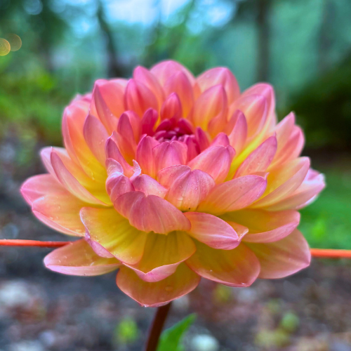 Sandia Bliss Dahlia Tuber - Dahlia Flowers In Bloom