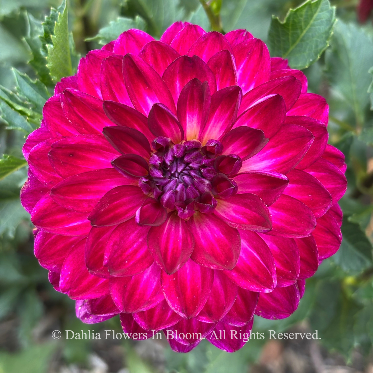 Sandia bertha dahlia