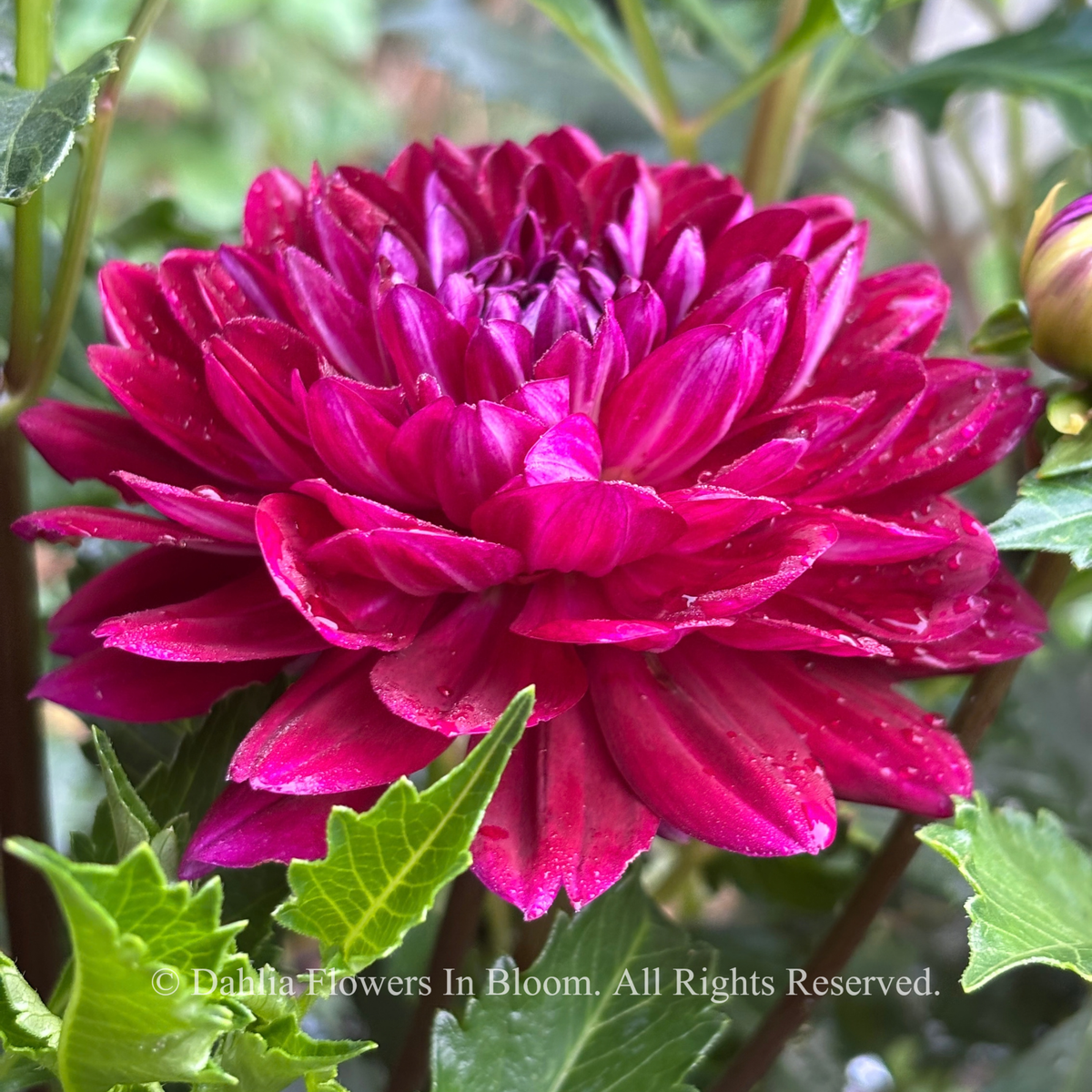 Sandia bertha dahlia