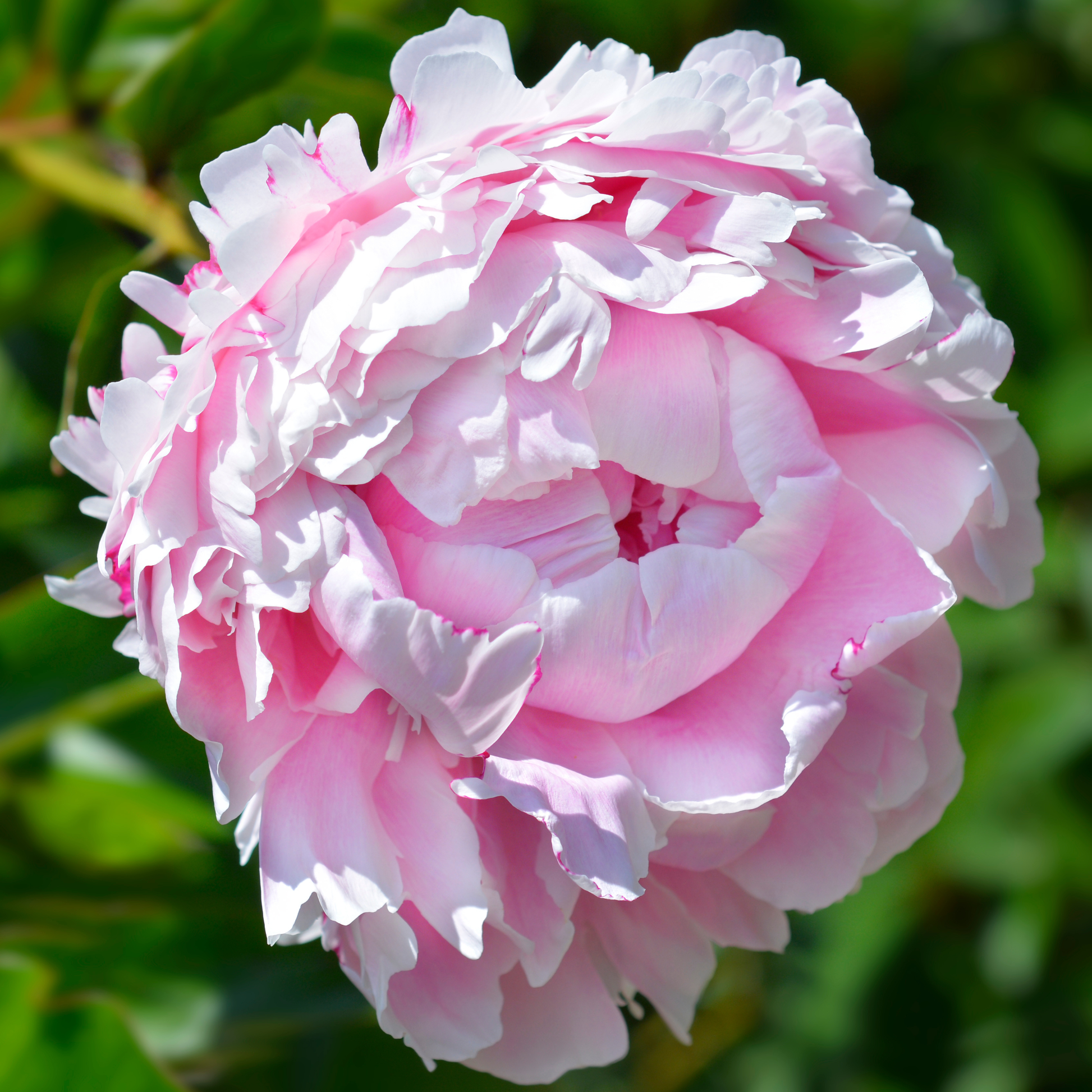Sarah Bernhardt peony