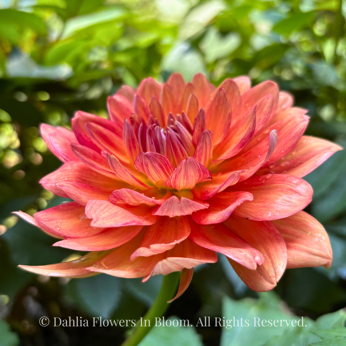 Shep’s Memory Dahlia Tuber