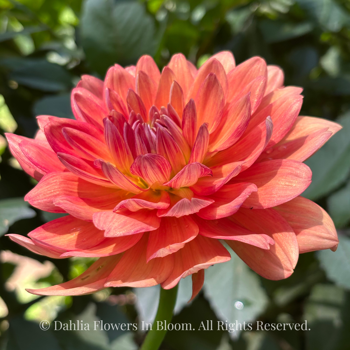 Shep’s Memory Dahlia Tuber