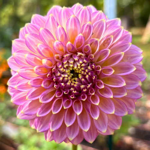Skipley Spot of Gold Dahlia Tuber - Dahlia Flowers In Bloom