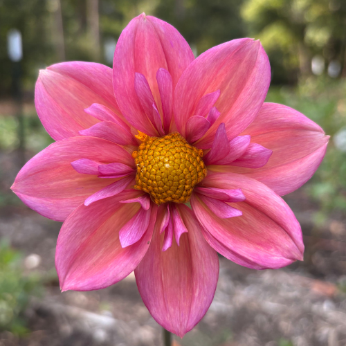 Strawberry Bonbon Dahlia Cutting Local Pickup ONLY - Dahlia Flowers In Bloom