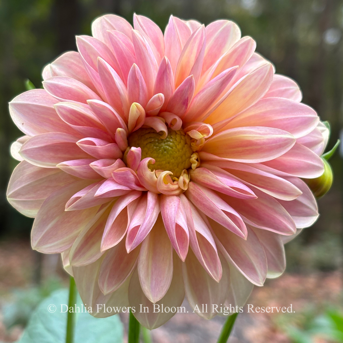 Strum Sweet Maria dahlia