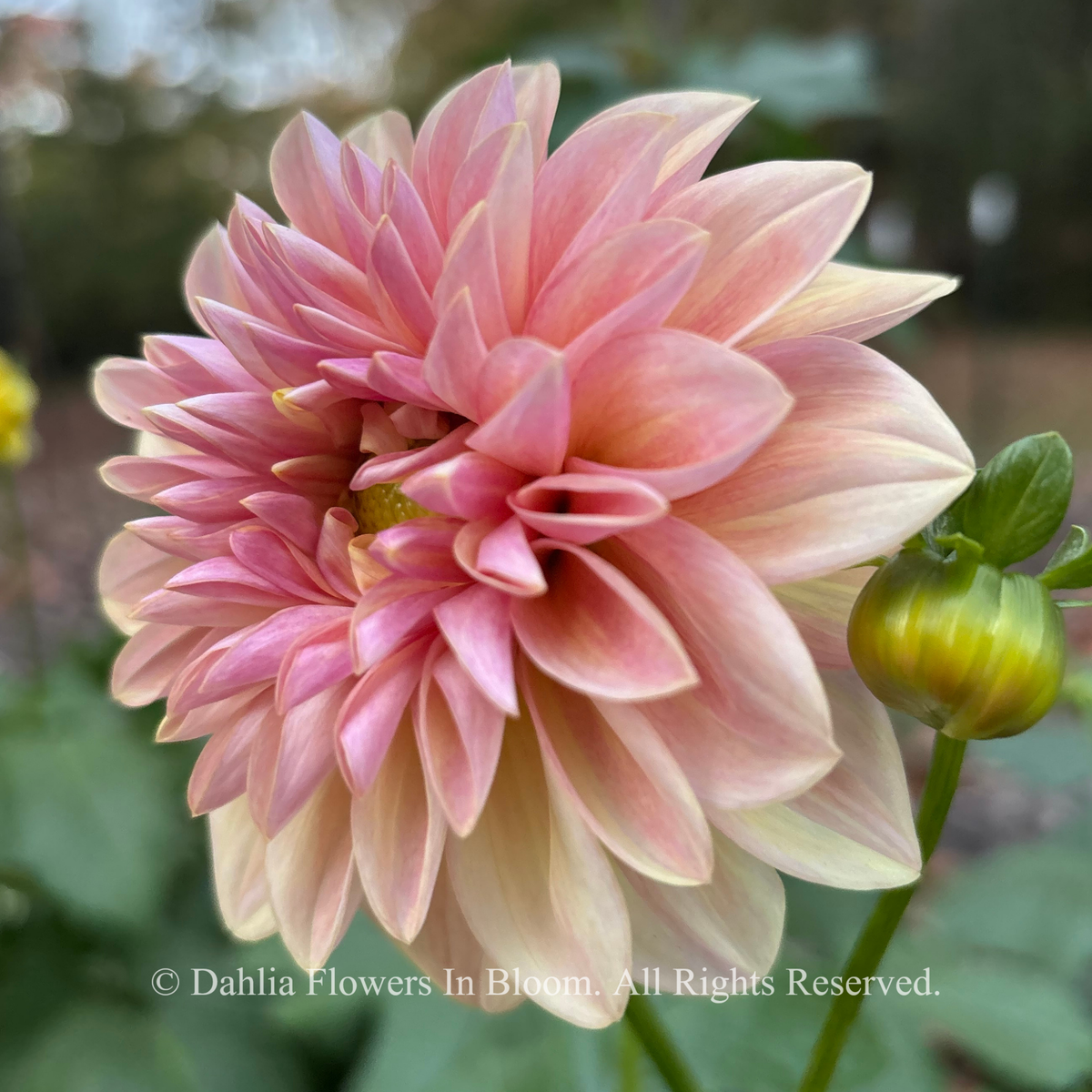Strum Sweet Maria dahlia