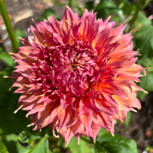 Summer Rain Dahlia Cutting Local Pickup ONLY - Dahlia Flowers In Bloom